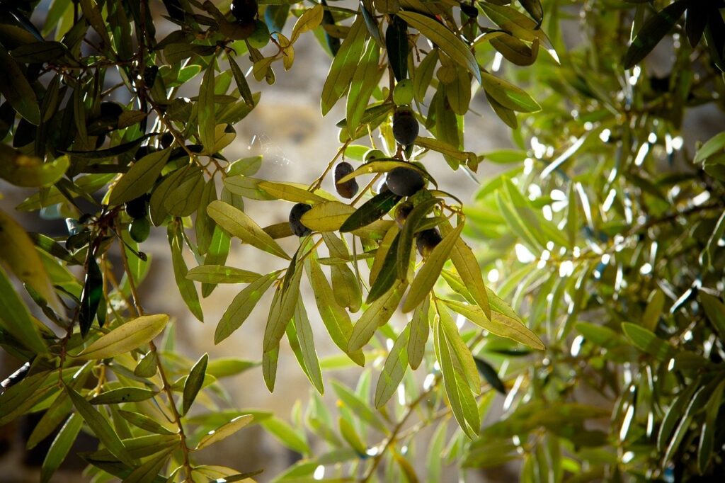 olives, tree, olive tree